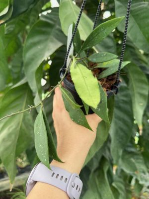 Hoya wrayi (4" HB) - Image 2