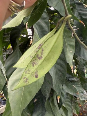 Hoya wrayi (4" HB) - Image 3