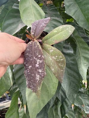 Hoya undulata (3" pot) - Image 2