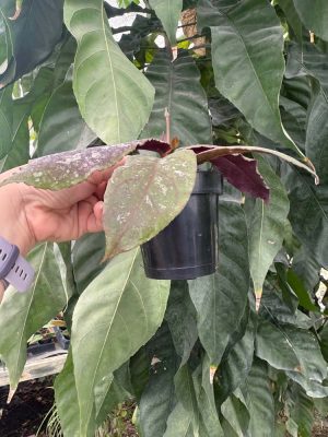 Hoya undulata (3" pot) - Image 3