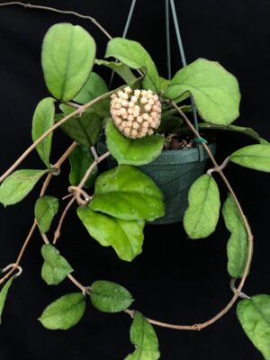 Hoya hybrid EPC-1017 (4" pot) - Image 10