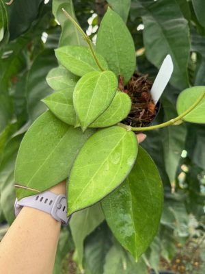 Hoya patcharawalai 023 (aka icensis) (4" pot) - Image 3