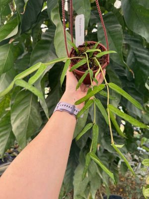 Hoya pandurata (4" hanging basket) - Image 2