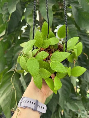 Hoya myrmecopa (big leaves) (4" hanging basket) - Image 2
