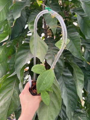 Hoya paulshirleyi (3" pot) - Image 2