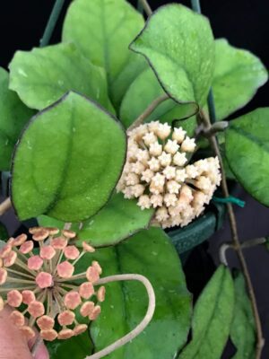 Hoya hybrid EPC-1017 (4" pot) - Image 11
