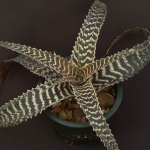 Orthophytum gurkenii (4" pot)