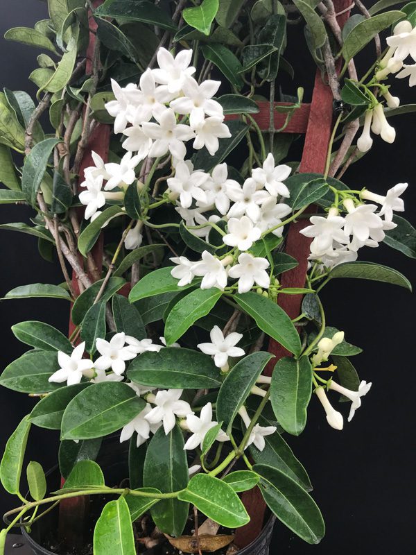 Jasmine Flower - Whole, Men's, Size: One Size