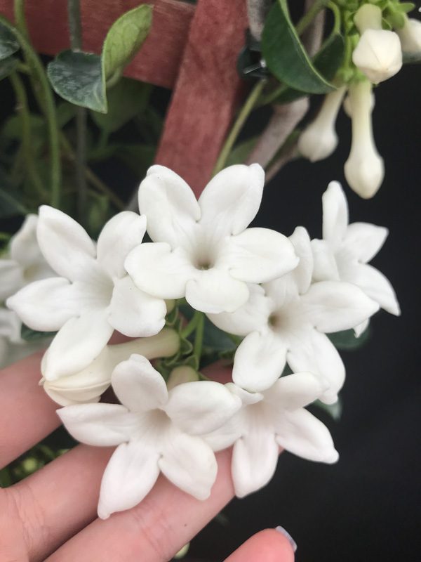 Stephanotis floribunda - Bridal Bouquet - Madagascar Jasmine (6 pot)