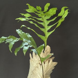 Drynaria/Aglaomorpha quercifolia 'Oak Leaf Fern'