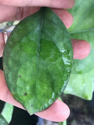 Hoya hybrid EPC-1017 (4" pot) - Image 12