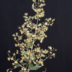 Lawsonia inermis - Henna (4" pot)