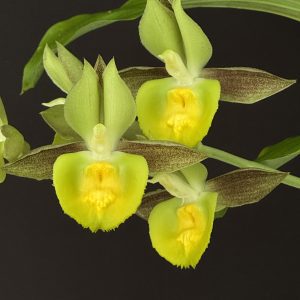 Catasetum pileatum (Contact us for availability)