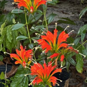Aeschynanthus speciosus (Please, contact us for availability)