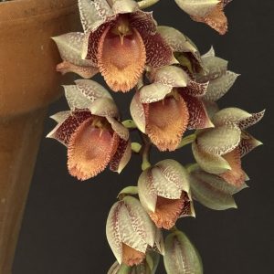 Catasetum denticulatum (Please, contact us for availability)