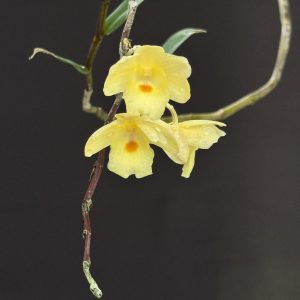 Dendrobium annae 'Yellow' (Please, contact us for availability)