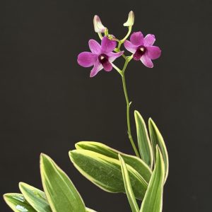 Dendrobium 'Thai Pearl' (Please, contact us for availability)