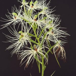 Habenaria medusae (Please, email us for availability)