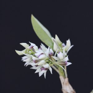 Dendrobium peguanum (Mounted)