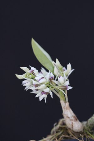 Dendrobium peguanum (Mounted)