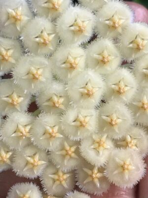 Hoya sp. cf. lacunosa Fr. Fraser’s Hill (4" pot) - Image 8