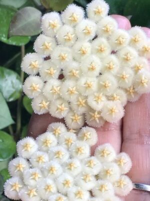 Hoya sp. cf. lacunosa Fr. Fraser’s Hill (4" pot) - Image 7