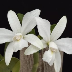 Cattleya violacea var. alba- (Please, email us for availability)