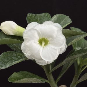 Adenium obesum 'Snow Drift' 4" pots (grafted)