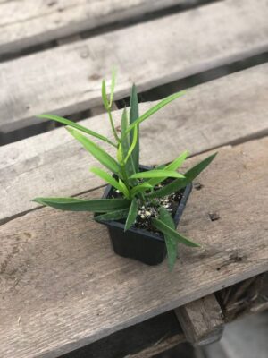 Dischidia parasita (former Dischidiopsis parasitica) (2.5" pot) - Image 4