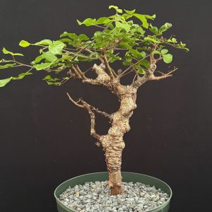 Commiphora orbicularis (Please, contact us for availability)