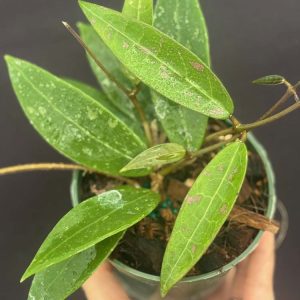 Hoya acuta IML 1038 (4" pot)