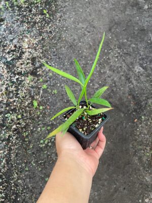 Dischidia parasita (former Dischidiopsis parasitica) (2.5" pot) - Image 2