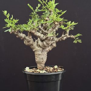 Senna meridionalis (Please, contact us for availability)