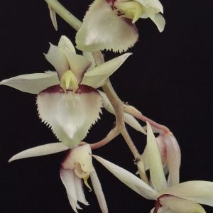 Catasetum Hybrid White (Please, email us for availability)