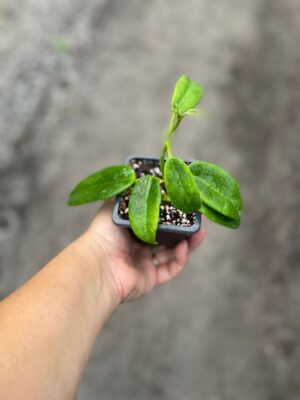 Hoya 'Ruthie' (2.5" pot) - Image 4