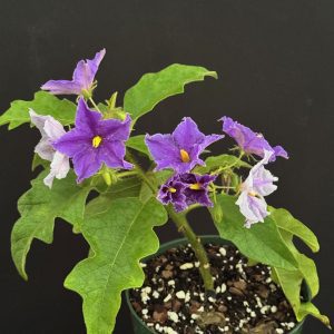 Solanum macranthum - Giant Star Potato Tree (4" pot)