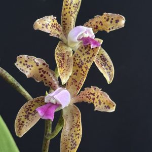 Cattleya guttata 'Chocolate Muitas Pintas' (Please, email us for availability)