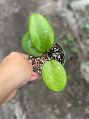 Hoya 'Joy' (4" pot) - Image 4