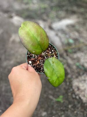 Hoya 'Joy' (4" pot) - Image 3