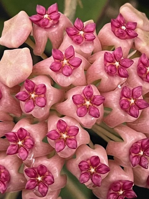 Hoya 'Idaho' MB 1432 (5" pot) - Image 6