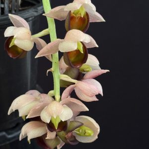 Catasetum cirrhaeoides (email for availability)