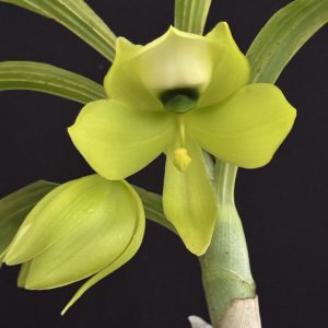 Cycnoches 'Mass Confusion'- Available bare rooted