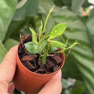 Hoya sp. Mamasa (2" pot)