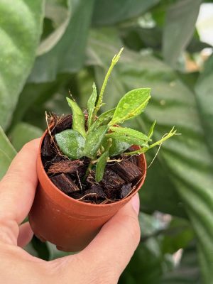 Hoya sp. Mamasa (2" pot)