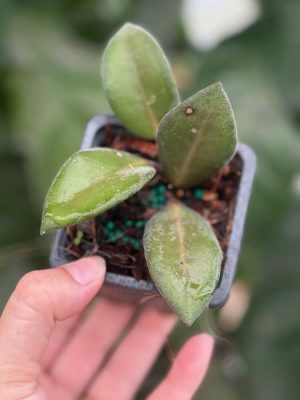 Hoya aff. burtoniae (giant flowers) (3" pot) - Image 2