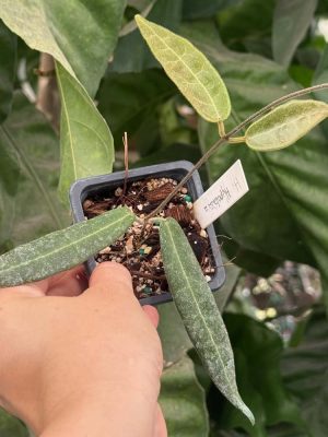 Hoya hypolasia (2.5" pot) - Image 2