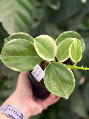 Hoya subquintuplinervis (outer-variegated) (fka pachyclada) (4" pot) - Image 2