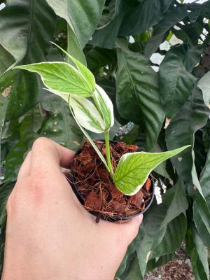 Hoya polyneura outer-variegated (3" pot) - Image 2
