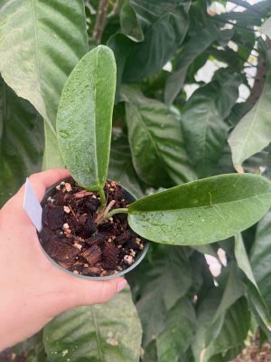 Hoya trigonolobus (4" pot) - Image 2