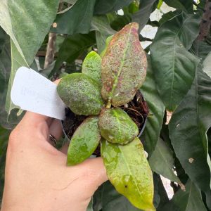 Hoya buntokensis (3" pot)